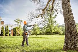 Tree and Shrub Care in Seeley, CA