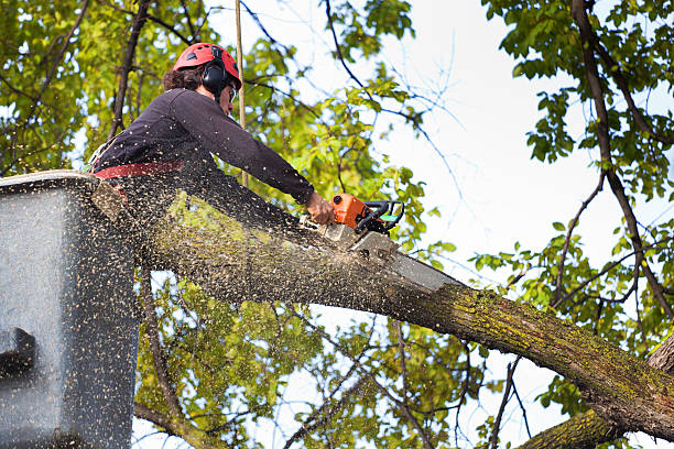 How Our Tree Care Process Works  in Seeley, CA